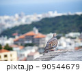 雉鳩 90544679