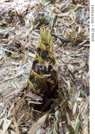 旬の味覚　筍 90544693