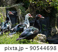 ノバリケン 90544698