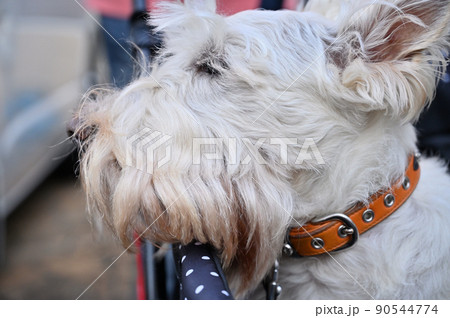 犬用カートでまどろむスコッチテリアの横顔のアップ スコティッシュテリア ウィートン 犬用カートでまどろむスコッチテリアの横顔のアップ スコティッシュテリア ウィートン 90544774