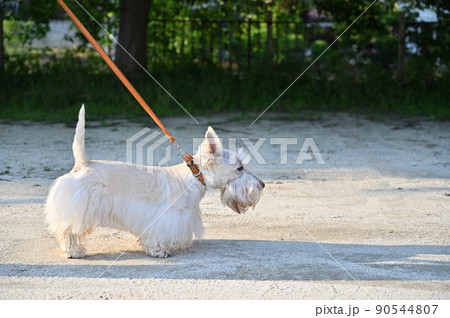 飼い主と散歩する3本足(右足を失った)スコッチテリア スコティッシュテリア 飼い主と散歩する3本足(右足を失った)スコッチテリア スコティッシュテリア 90544807