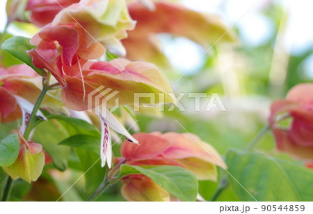 コエビソウ コエビソウ 90544859