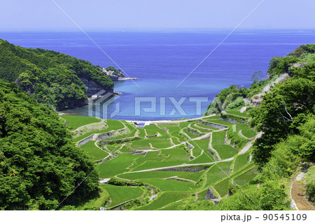 初夏の若稲が美しい浜野浦の棚田（佐賀県玄海町） 90545109