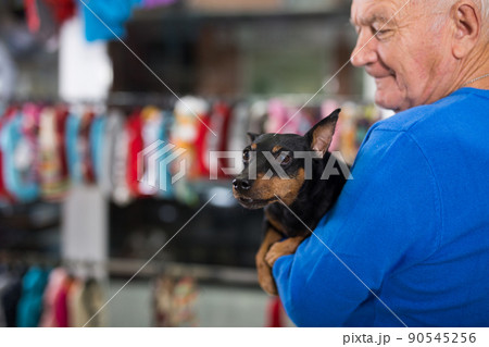 Miniature pinscher in hands of man 90545256