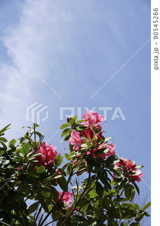 春の日の青空に映える赤いシャクナゲの花 春の日の青空に映える赤いシャクナゲの花 90545266