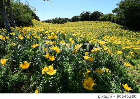 見事に咲く誇る可睡ゆりの園ゆり 90545280