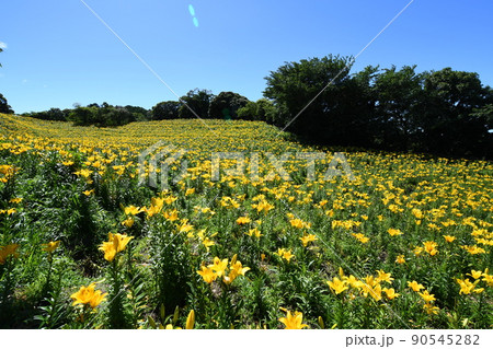 見事に咲く誇る可睡ゆりの園ゆり 90545282