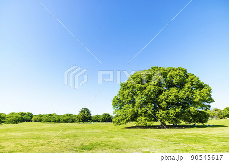 緑と青空の広がる風景 緑と青空の広がる風景 90545617