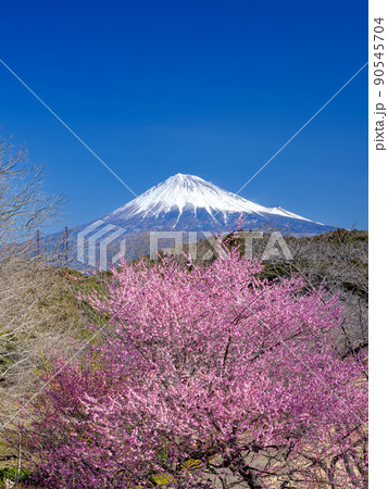静岡_富士山と梅林の絶景イメージ 90545704