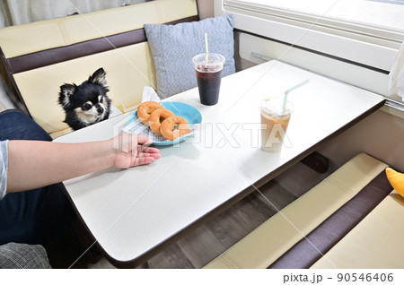 キャンピングカーで愛犬とのんびりコーヒータイム　チワワ　 90546406