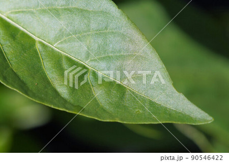 ピーマンの葉アップ　成長中　6月 90546422