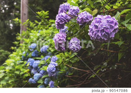 210710紫陽花z017 90547086