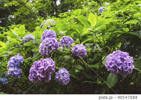 210710紫陽花z015 90547088