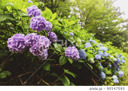 210710紫陽花z010 210710紫陽花z010 90547093