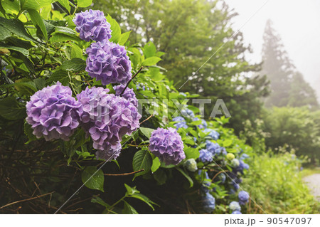 210710紫陽花z006 210710紫陽花z006 90547097