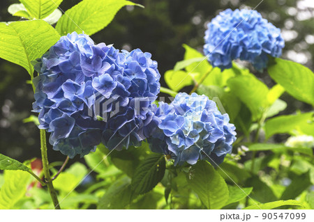 210710紫陽花z004 210710紫陽花z004 90547099