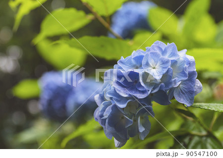210710紫陽花z003 210710紫陽花z003 90547100
