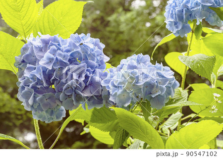 210710イラスト紫陽花z001 210710イラスト紫陽花z001 90547102