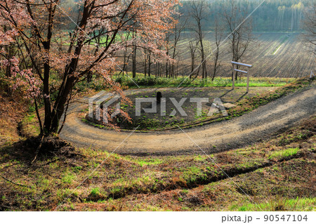 【北海道上富良野町】桜と鳥居 【北海道上富良野町】桜と鳥居 90547104