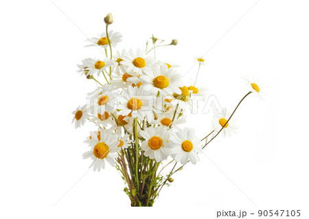 Bouquet of Chamomiles or Daisy isolated on a white background. Bouquet of Chamomiles or Daisy isolated on a white background. 90547105