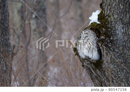 蝦夷フクロウ 90547156