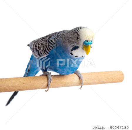 Blue budgie isolated on white background. Budgerigars bird or wavy parrot. 90547189