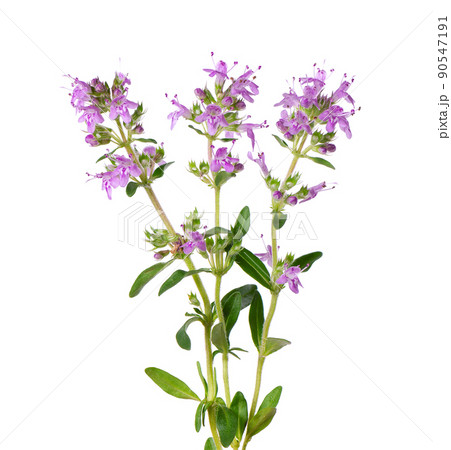 Wild thyme flowers, isolated on white background. Blooming sprigs of thymus serpyllum. 90547191