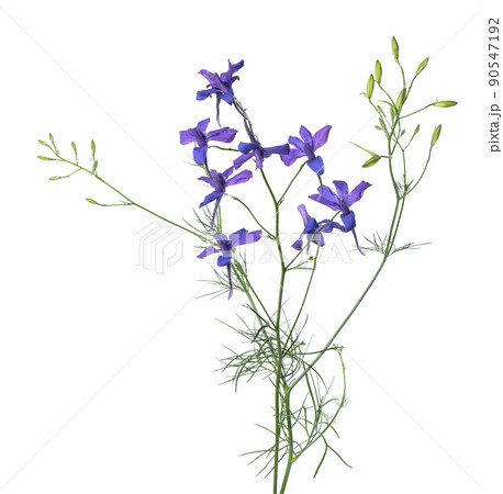 Delphinium grandiflorum flower, isolated on white background. Blue larkspur flowers. 90547192