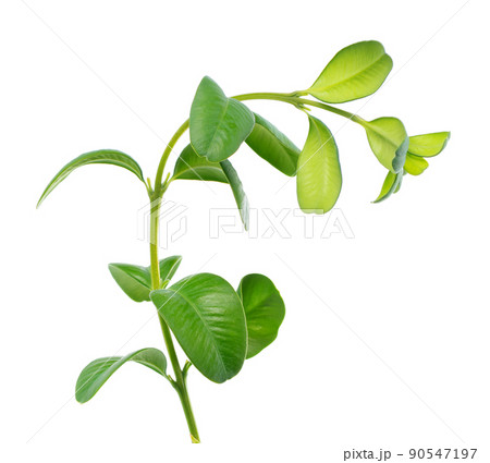 Boxwood branch isolated on white background. Green boxwood sprig. Buxus with clipping path. Boxwood branch isolated on white background. Green boxwood sprig. Buxus with clipping path. 90547197