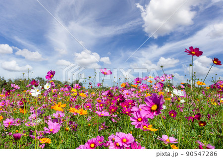Beautiful in spring fields and the plant of cosmos flowers at Boonrawd farm on a sunny day, Chiang Rai, Thailand. Beautiful in spring fields and the plant of cosmos flowers at Boonrawd farm on a sunny day, Chiang Rai, Thailand. 90547286