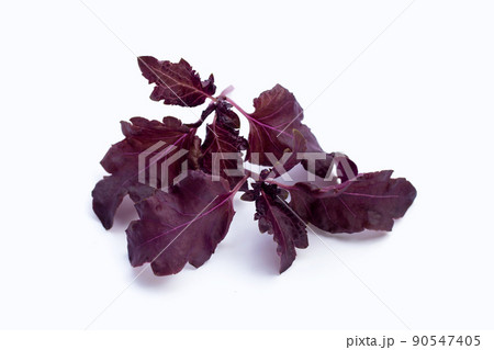 Purple basil leaves on white background. Purple basil leaves on white background. 90547405