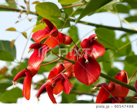 朝日を浴びたアメリカデイゴ（赤い花のクローズアップ） 90547498