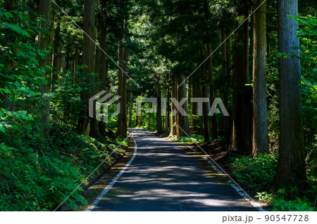 【国道157号】森林のトンネル区間 90547728