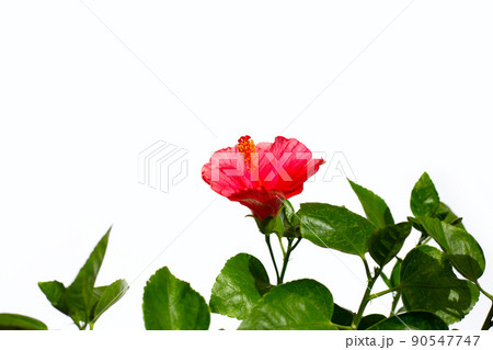 Hibiscus flower blooming on tree on white background. 90547747