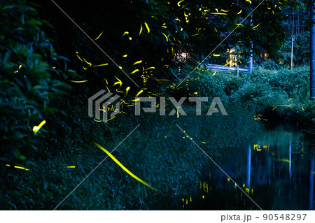 乱舞する源氏ボタルと少しの平家ボタル 乱舞する源氏ボタルと少しの平家ボタル 90548297