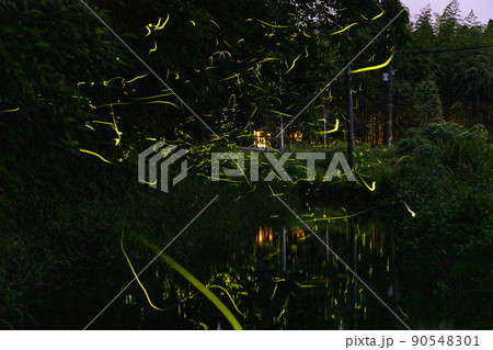 乱舞する源氏ボタルと少しの平家ボタル 乱舞する源氏ボタルと少しの平家ボタル 90548301
