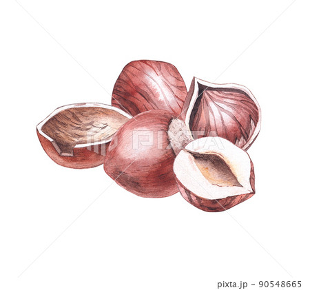 Hand-painted watercolor composition of hazelnuts Hand-painted watercolor composition of hazelnuts 90548665