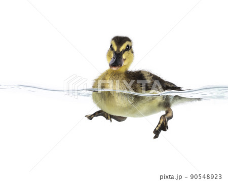 3 Day old duckling in water on white 90548923