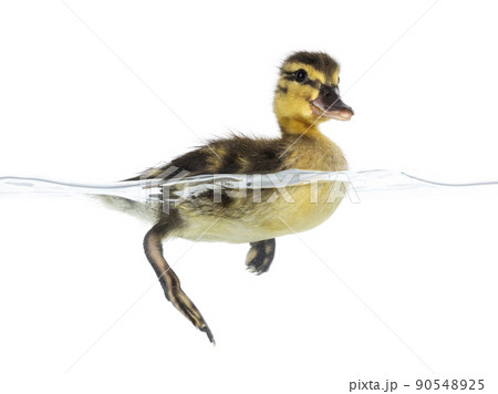 3 Day old duckling in water on white 90548925