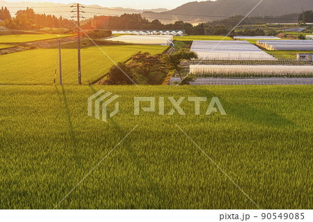 210719上野平z016 90549085