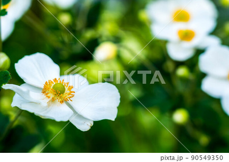 緑の中の白い花 緑の中の白い花 90549350