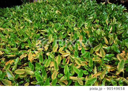 コウホネ　河骨　大谷寺　大谷公園 90549658