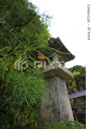 セミの抜け殻　大谷寺　大谷公園 90549663