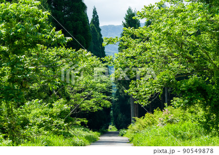 【国道157号】温見ストレート 90549878