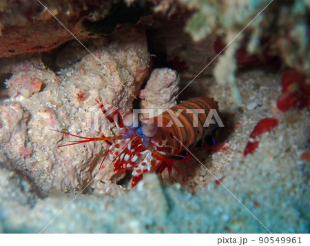 石垣島海底を徘徊、モンハナシャコ 石垣島海底を徘徊、モンハナシャコ 90549961