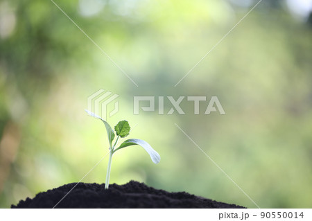 Small young green plants growing 90550014