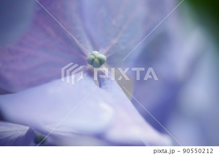 薄紫のあじさい 薄紫のあじさい 90550212