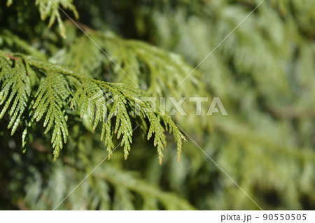 Western Red Cedar Western Red Cedar 90550505