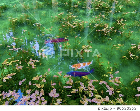 モネの池 岐阜県 モネの池 岐阜県 90550555