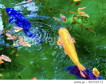 モネの池 岐阜県 モネの池 岐阜県 90550572